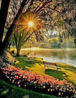 Park benches beside a lake with blooming roses and sunlight shining through trees