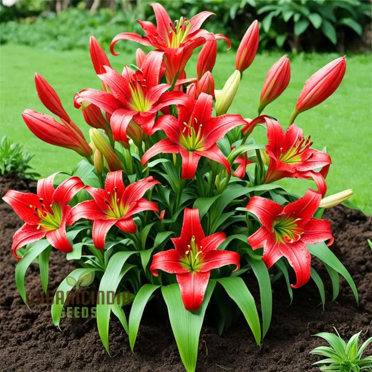 Red Lily Flowers