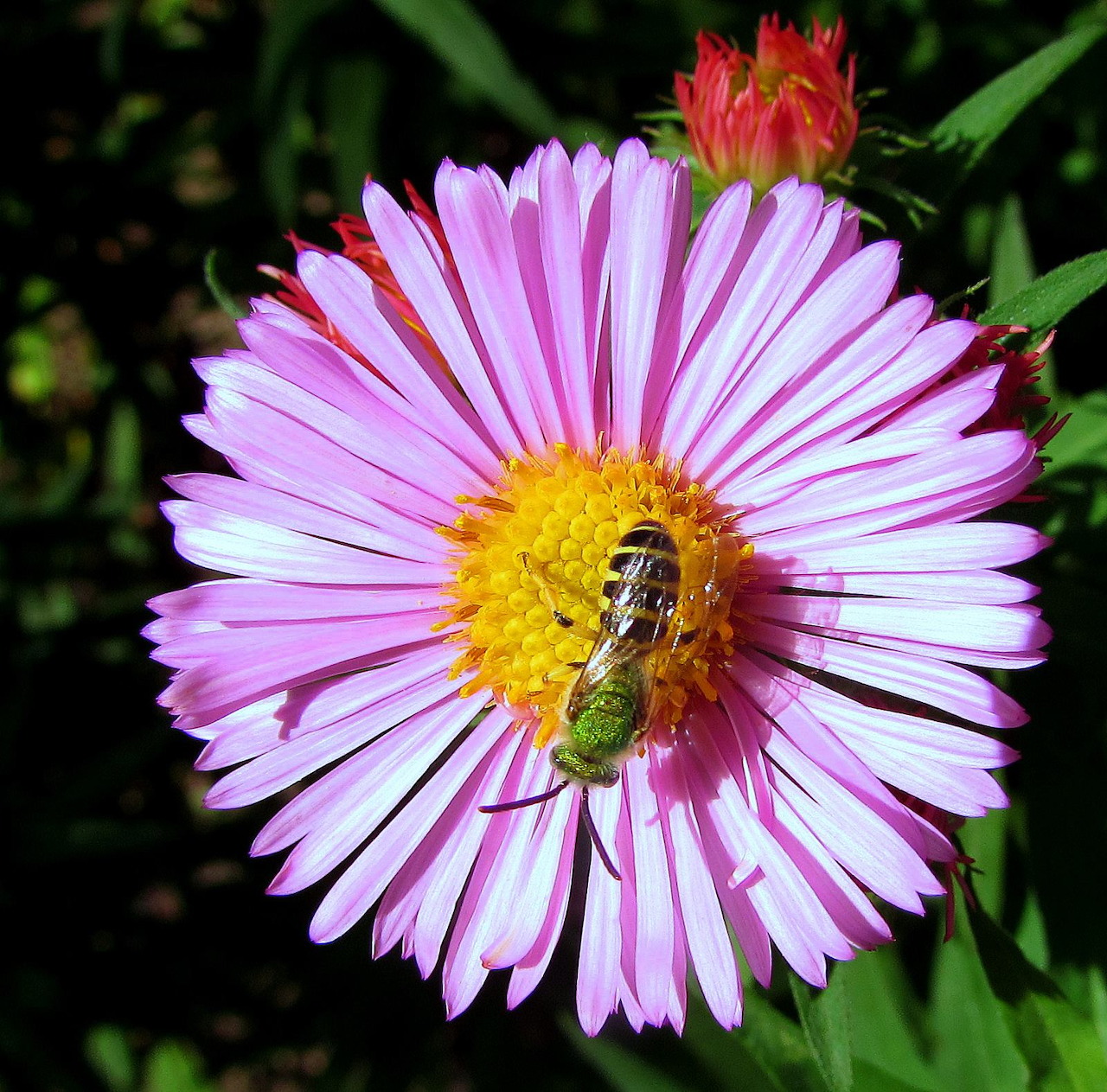 Green sweat bee on a pink aster flower with a yellow center
