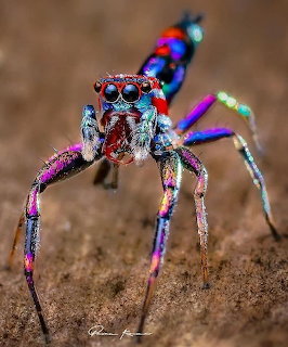 Close-up of a colorful peacock spider with iridescent blue and pink markings on sandy ground