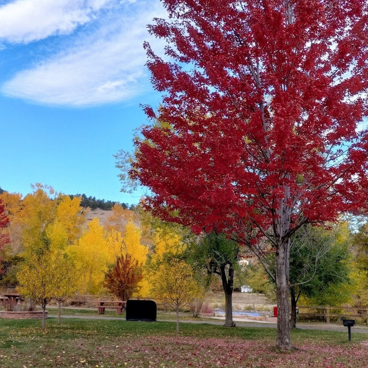 Autumn Trees in Lyons