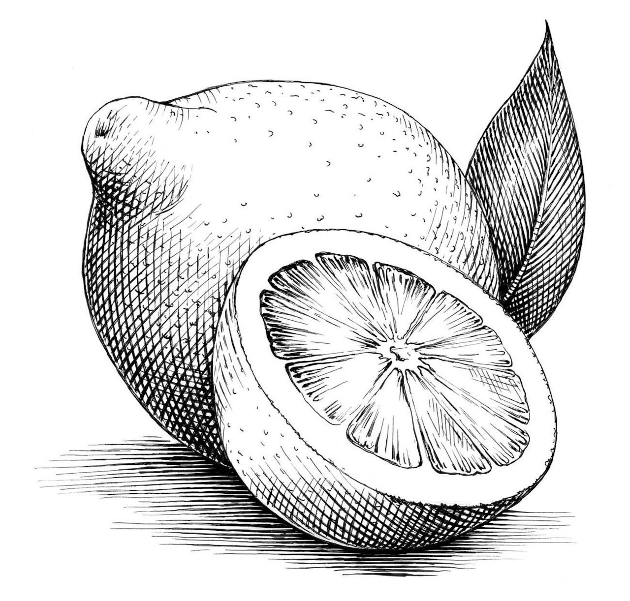 Black and white drawing of a whole lemon, a lemon half, and a leaf