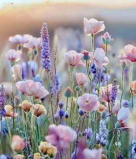 Pastel wild flowers including pink poppies and purple lavender in a sunlit meadow