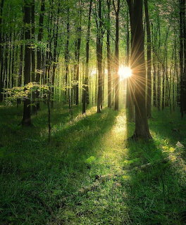 Sunlit Green Forest