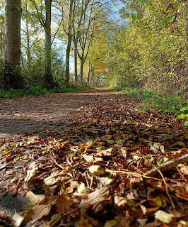 Autumn Leaf-Covered Path