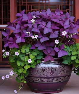 Potted purple shamrock plant with small white and pink flowers