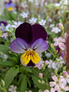 Spring Violet Pansy Flower