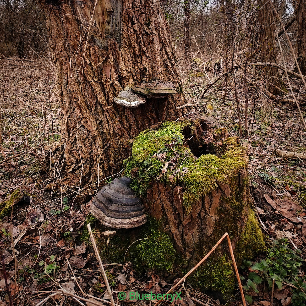 Mossy tree stump beside a bark-covered tree with shelf fungi in a forest