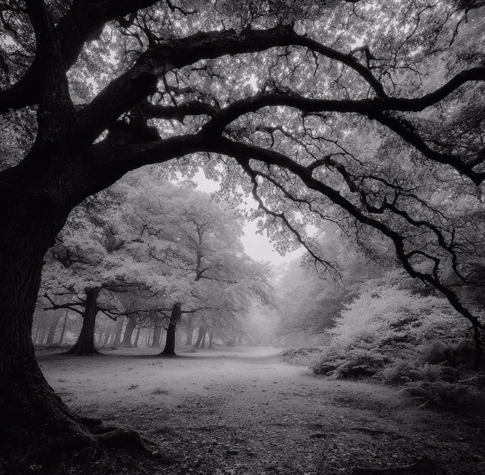 Black-and-white misty forest scene with a large gnarled tree arching over a path