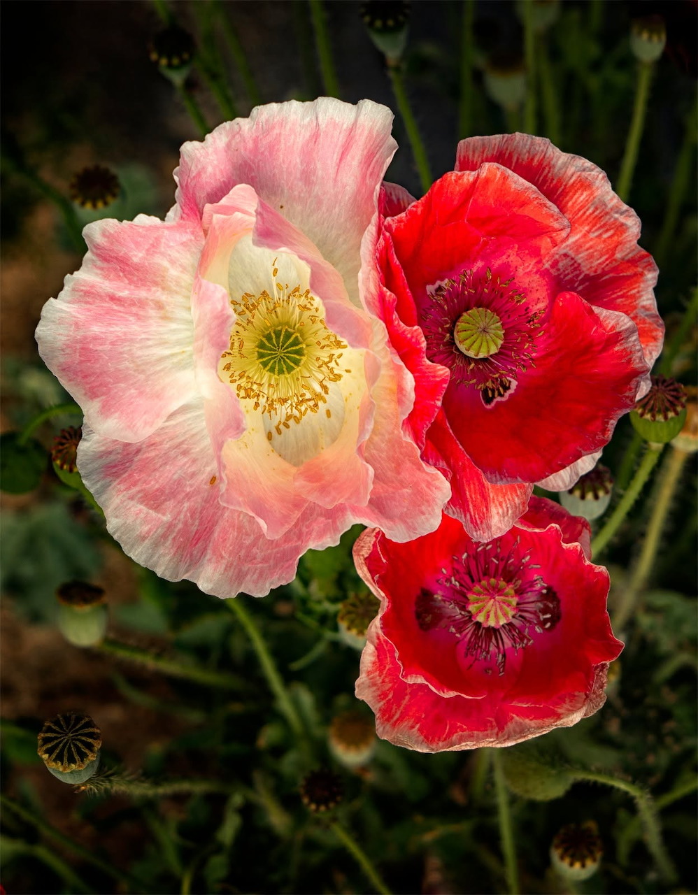 Pink Red Poppies