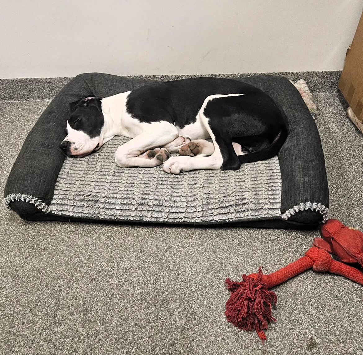 Black and white dog sleeping on gray pet bed with red rope toy
