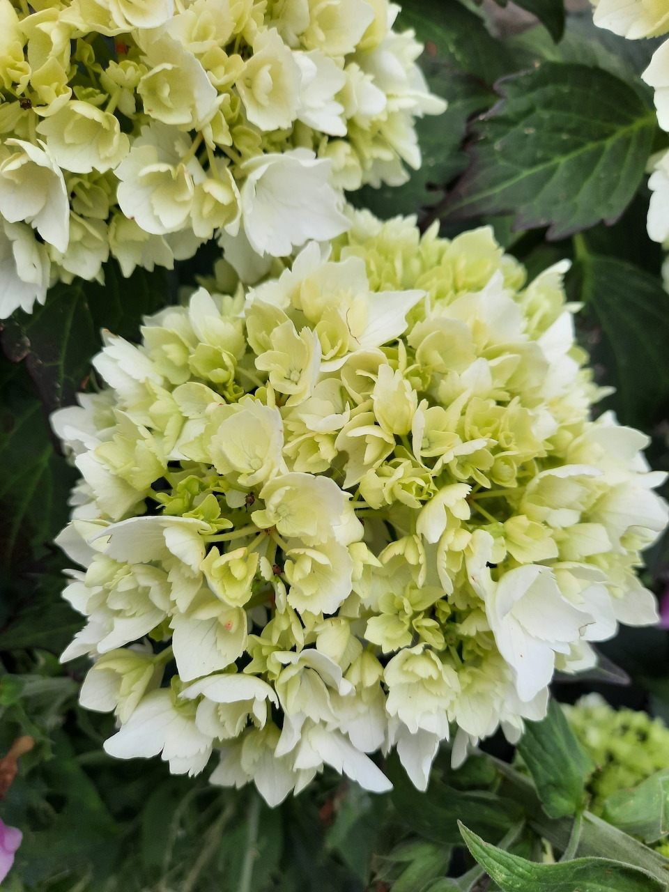 White Hydrangea Bloom