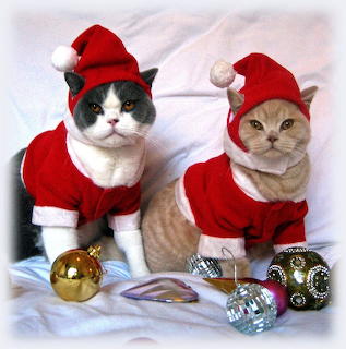 Two cats wearing red Santa costumes with Christmas ornaments on white fabric