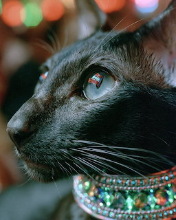 Black Cat Portrait