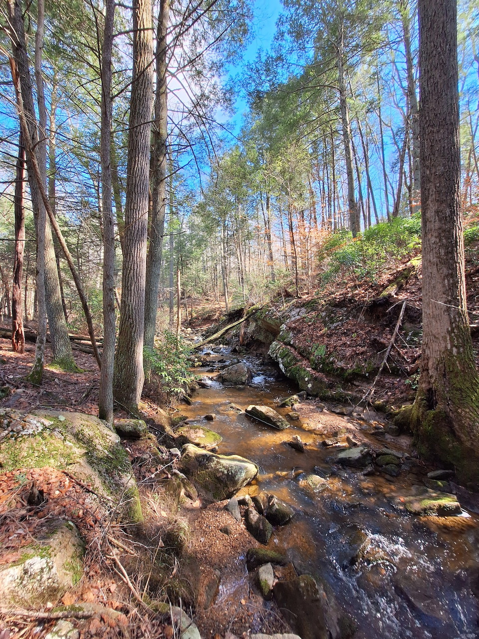 Stream winding through a green woodland with mossy rocks and trees