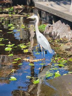 Great blue heron standing in a shallow pond with lily pads and green aquatic vegetation