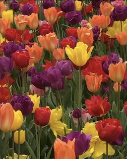 Dense field of colorful tulips in red, orange, purple, yellow, and pink with green leaves