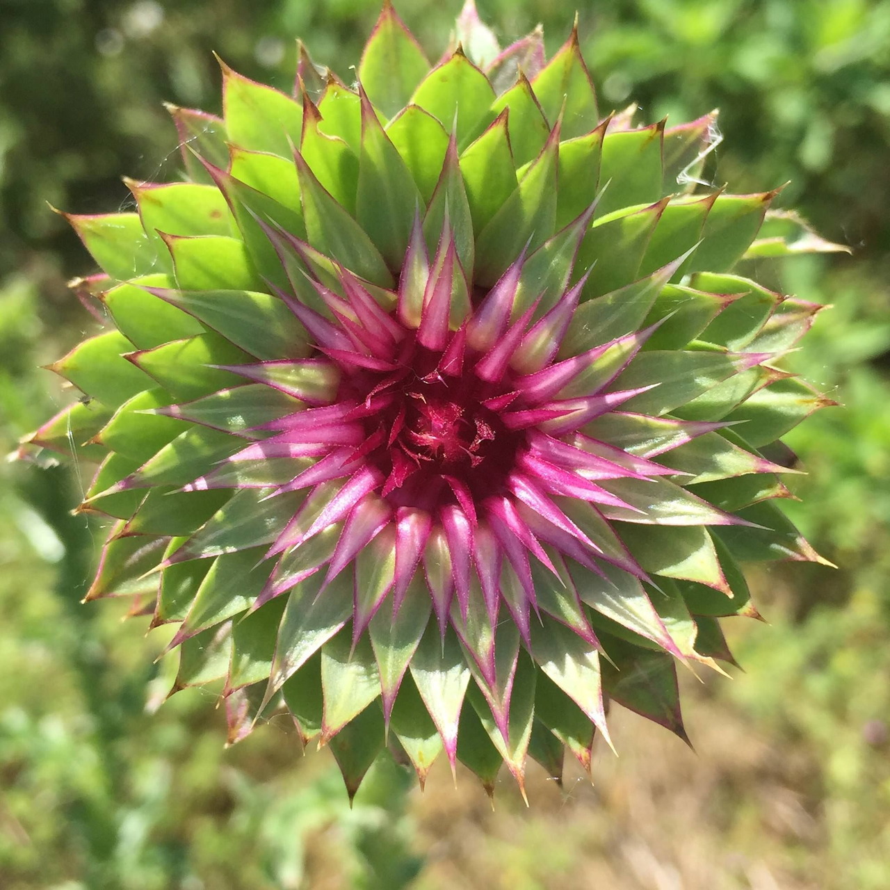 Close-up of a blooming cactus flower with magenta center and green-tipped petals