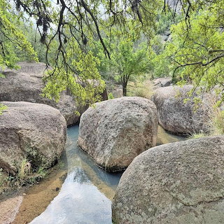 Rocky Stream with Overhanging Trees