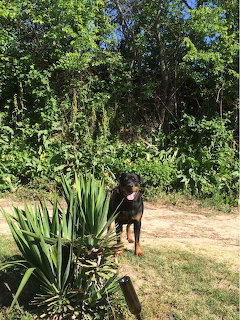 Rottweiler dog standing on dirt path in garden with green foliage and blue sky