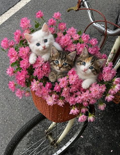 Three kittens sitting in a wicker bicycle basket surrounded by pink flowers