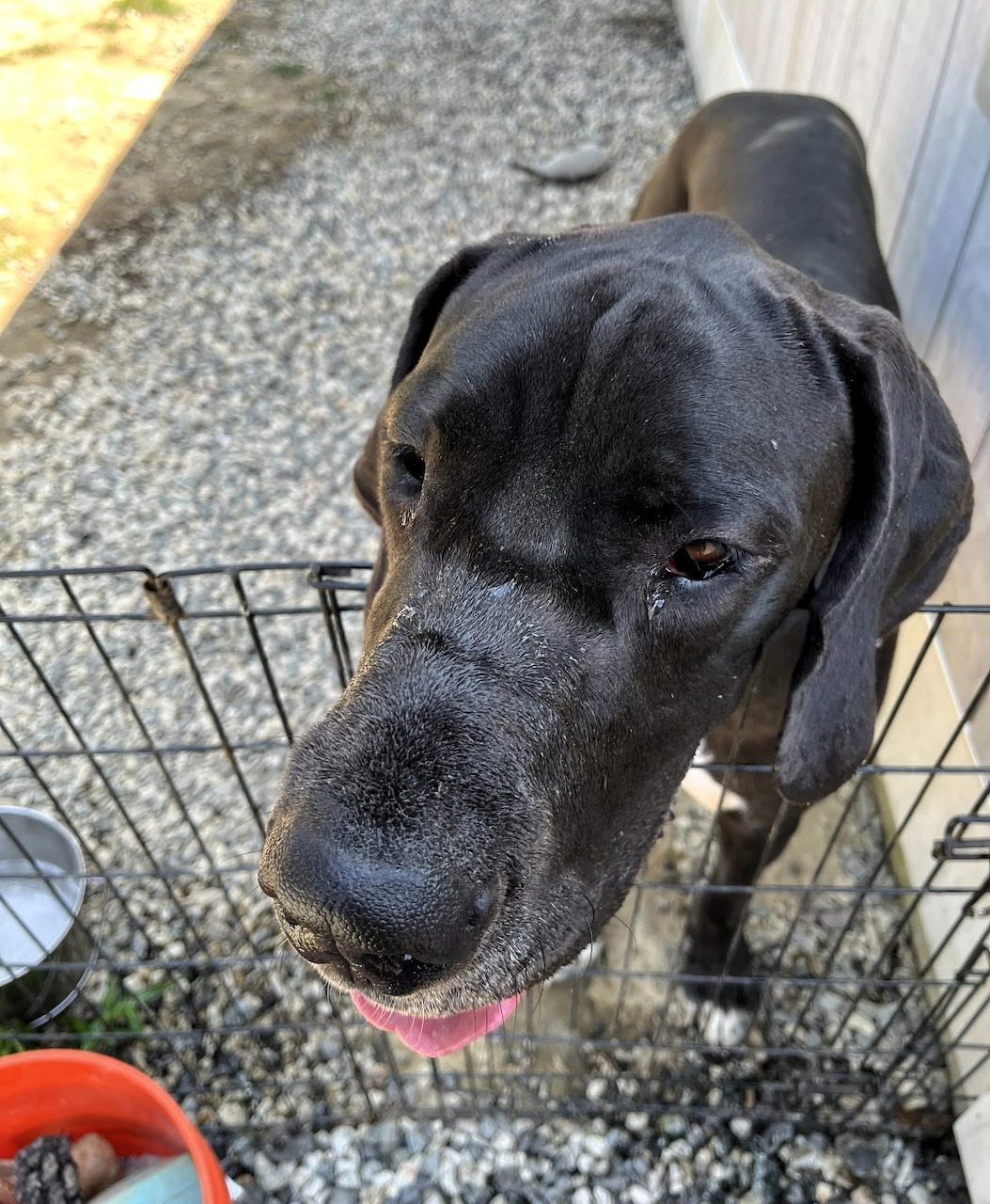 Black Great Dane dog looking up from inside a wire crate outdoors