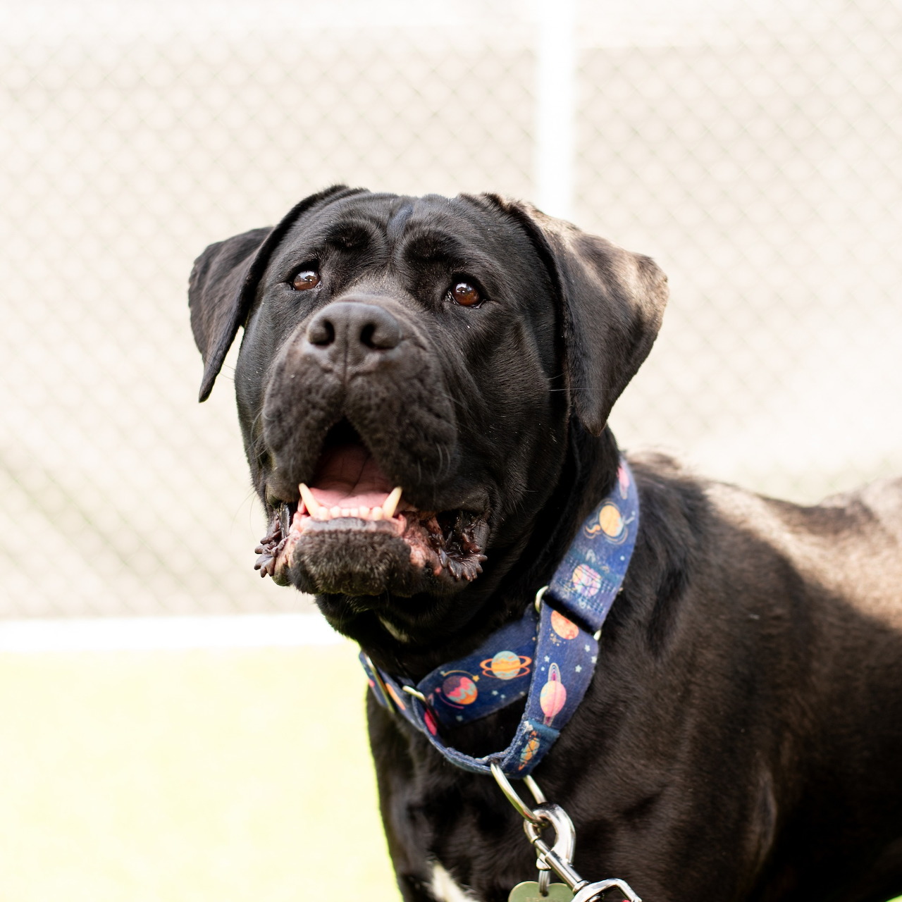 Black Labrador dog with open mouth wearing blue patterned collar looking upward