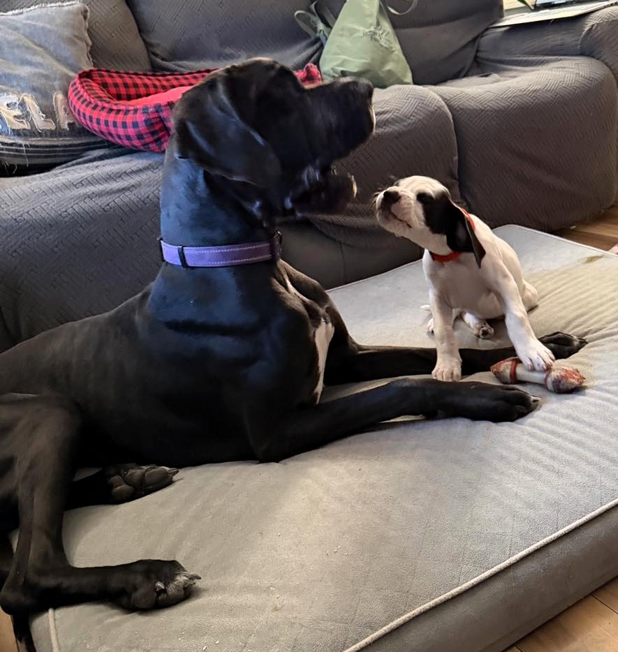 Large black dog and small black-and-white puppy sitting together on a gray couch looking at each other