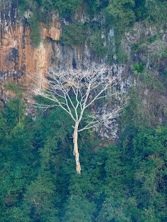 Chamarel Waterfall Tree