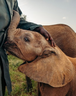 Baby Elephant with Caretaker