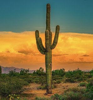 Tall saguaro cactus in desert landscape at sunset with colorful orange and blue sky