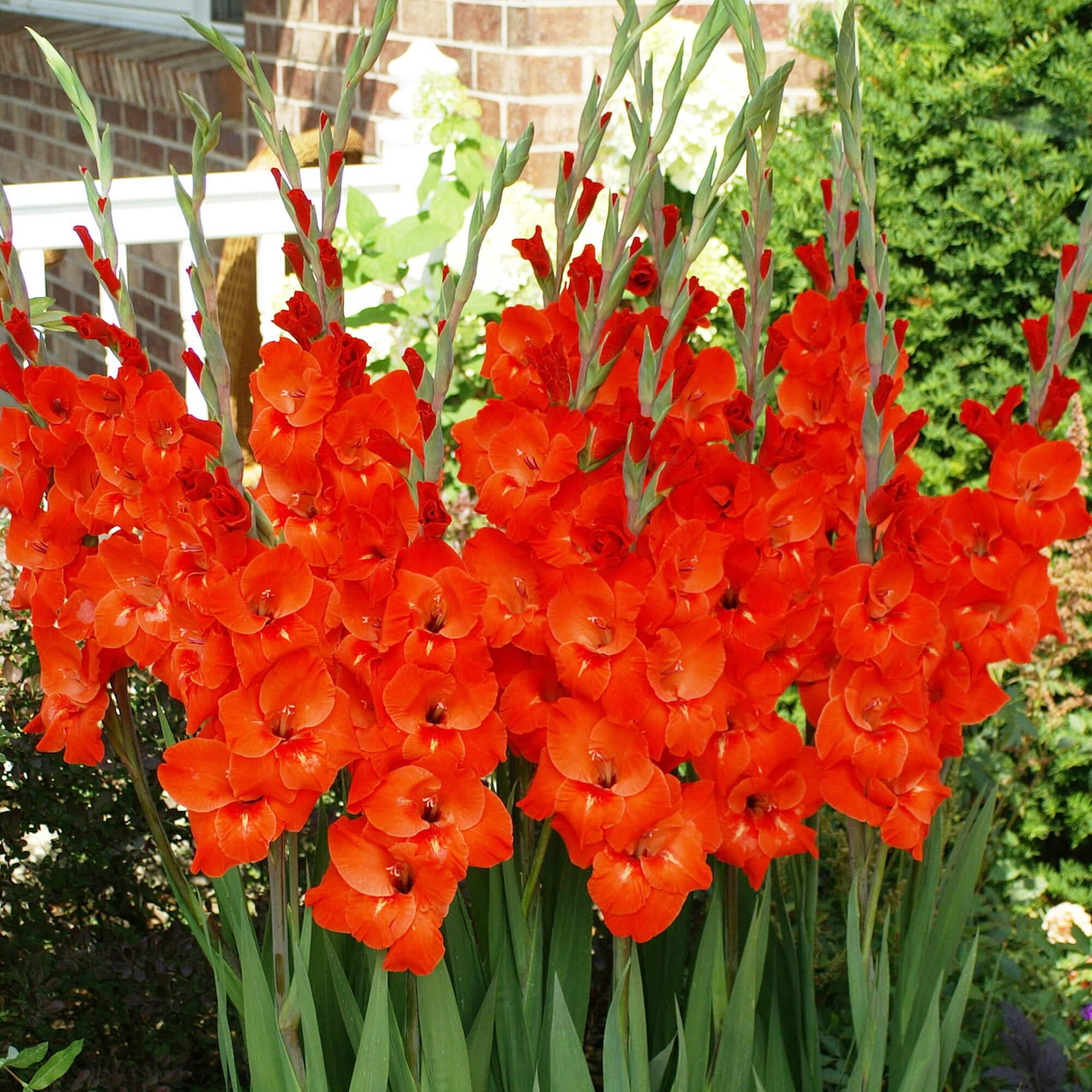 Cluster of bright red gladiolus flowers with green stems in garden
