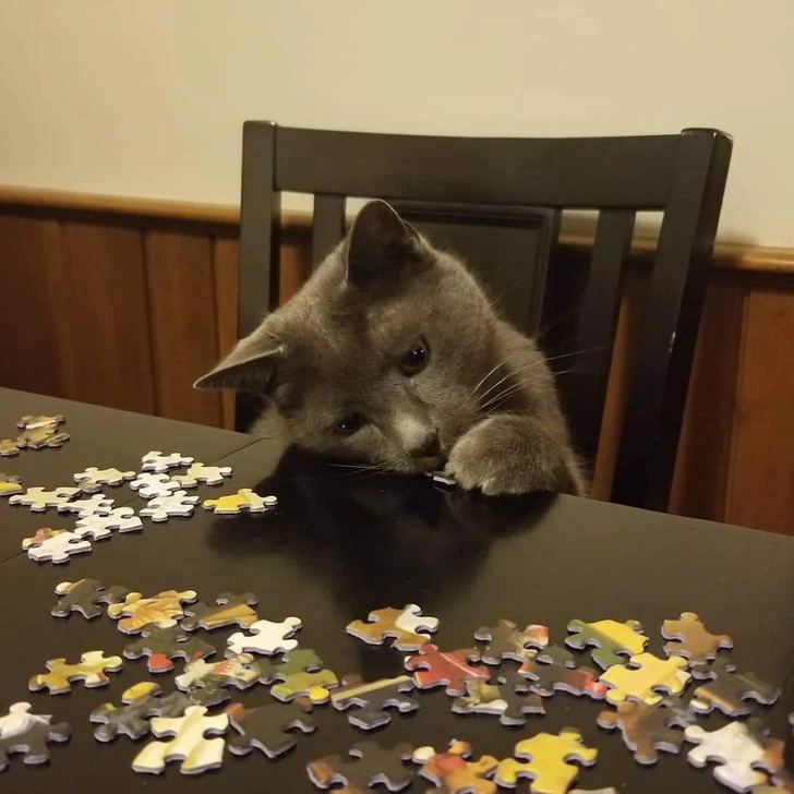 Gray cat at table with scattered jigsaw puzzle pieces
