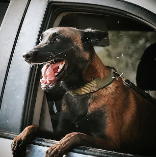 Belgian Malinois Shepherd Dog
