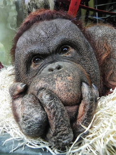 Close-up of an orangutan resting on straw with its hand against its face