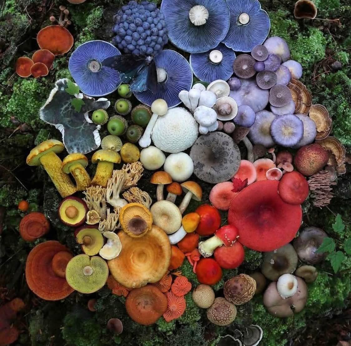 Diverse collection of colorful mushrooms in reds, oranges, yellows, blues, purples and whites arranged on green moss