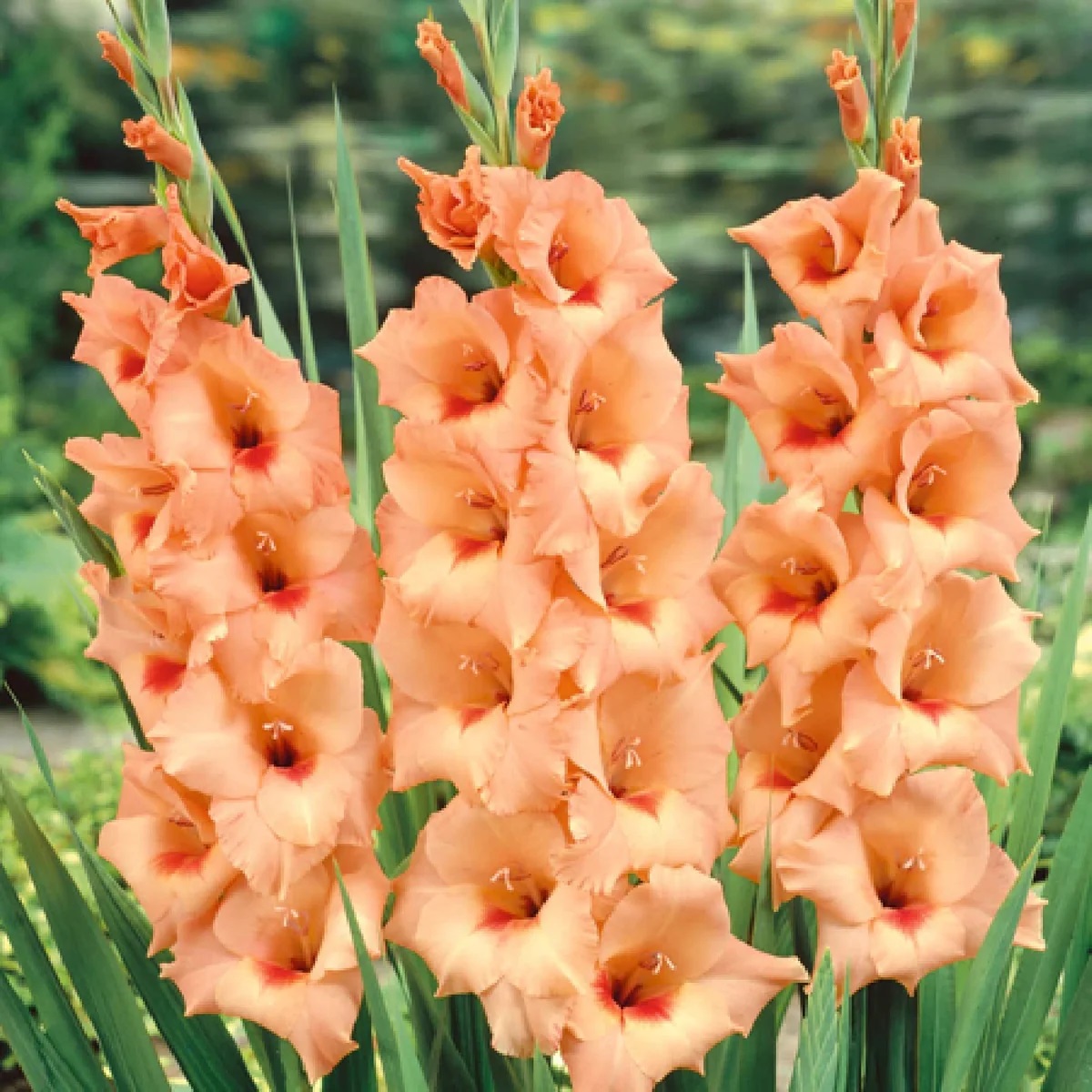 Peach Gladiolus Flowers