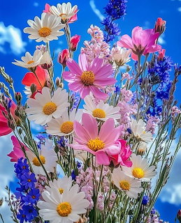 Colorful wildflowers including white daisies, pink cosmos, and blue lavender against a blue sky