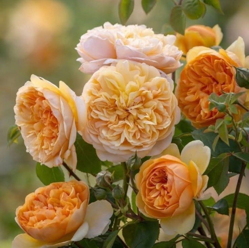 Cluster of peach-colored garden roses in full bloom with green leaves