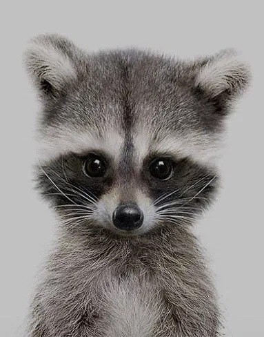 Portrait of a baby raccoon with black mask markings and gray fur on gray background