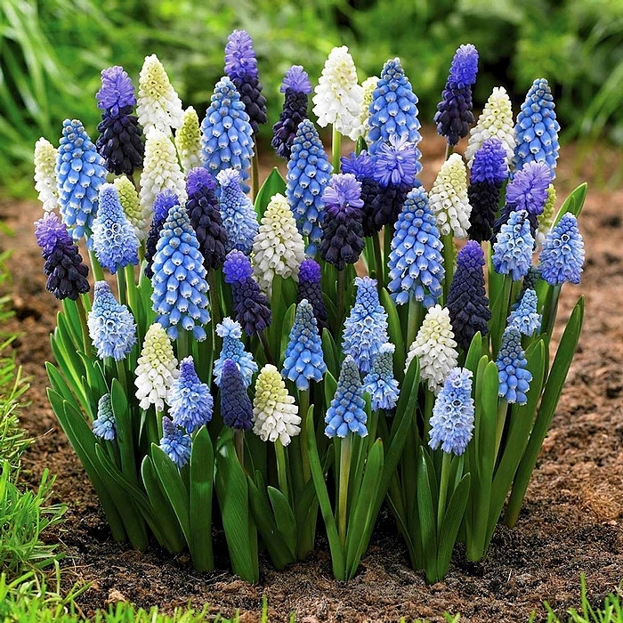 Grape Hyacinth Garden
