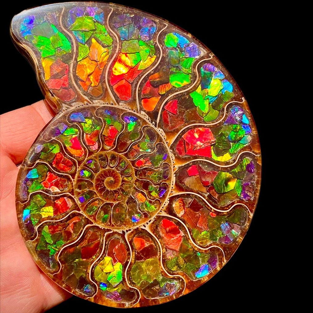 Hand holding colorful iridescent ammolite fossil with spiral chambers displaying rainbow hues