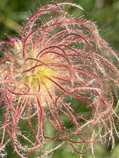 Close-up of prairie smoke seed head with pink and red wispy filaments curling outward