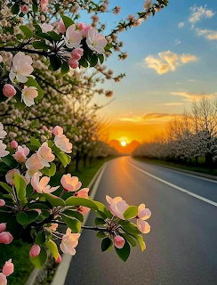 Road at sunset with pink blossoms in foreground and golden sky
