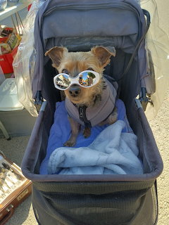 Cool Dog with Sunglasses