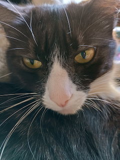 Maya the Tuxedo Cat