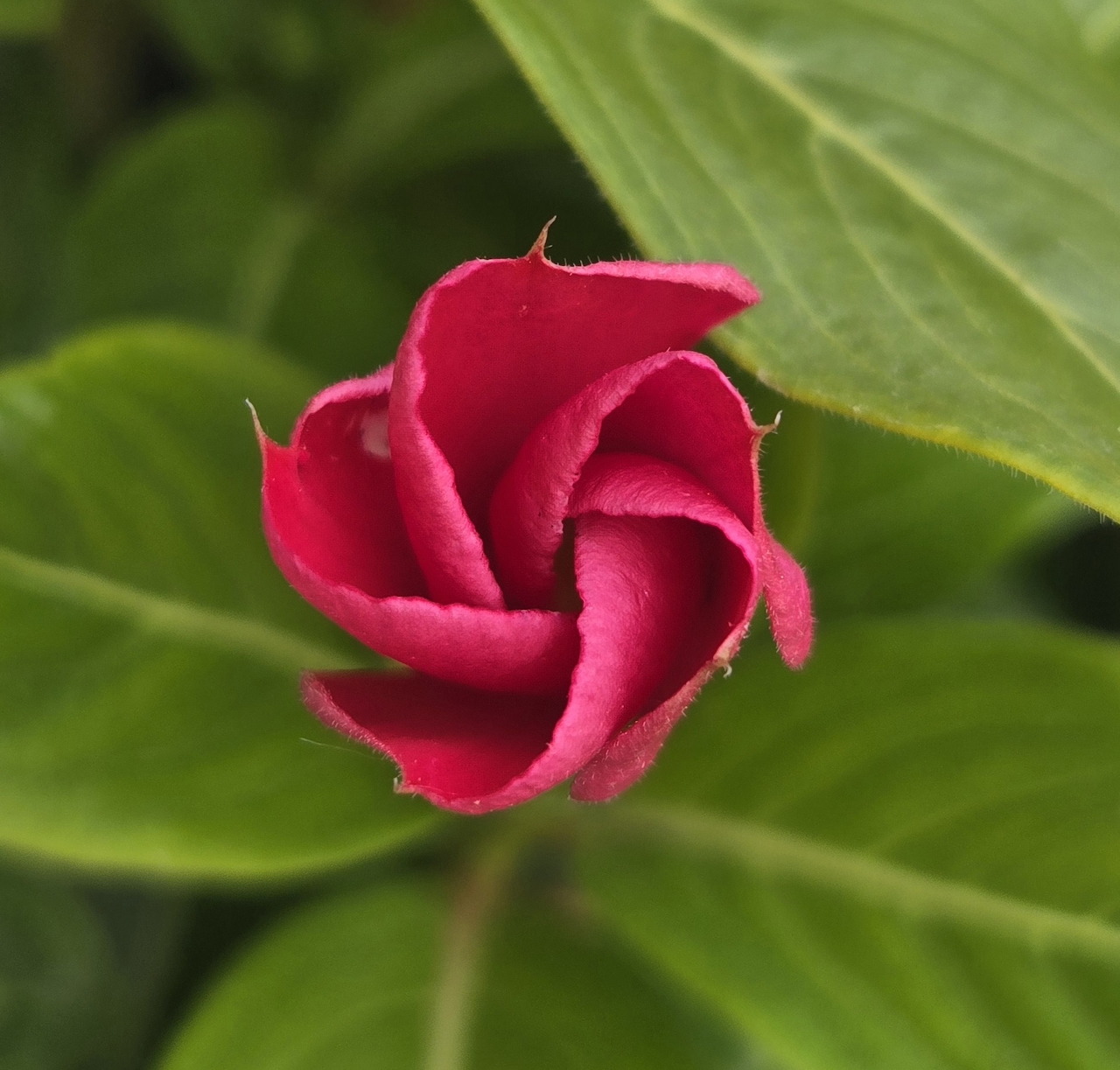 Close-up of a pink vinca flower bud with green leaves