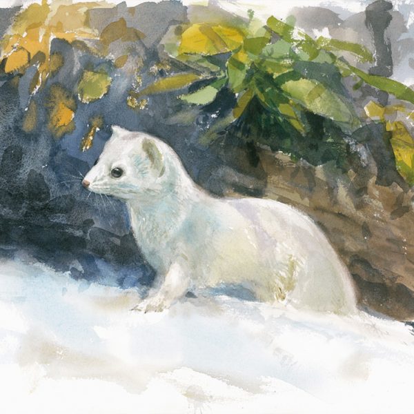 Painting of a white ermine in snow with rocks and green foliage behind it