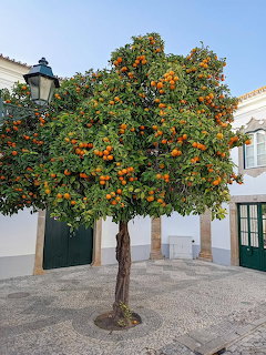 Orange Tree in Courtyard