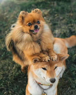 Orange Pomeranian standing behind a cream Shiba Inu dog outdoors